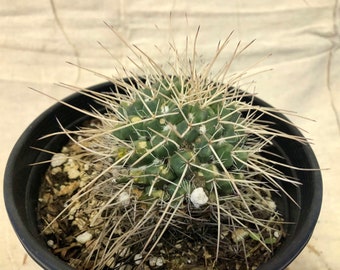 Mammillaria karwinskiana