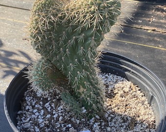 Crested Boxing Glove Cholla #E3