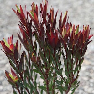 Leucadendron salignum ‘Blush’ - 5 Gallon (GN)