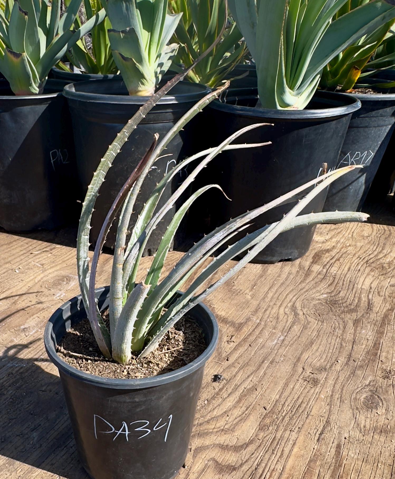 Silver Dyckia Plant - Etsy