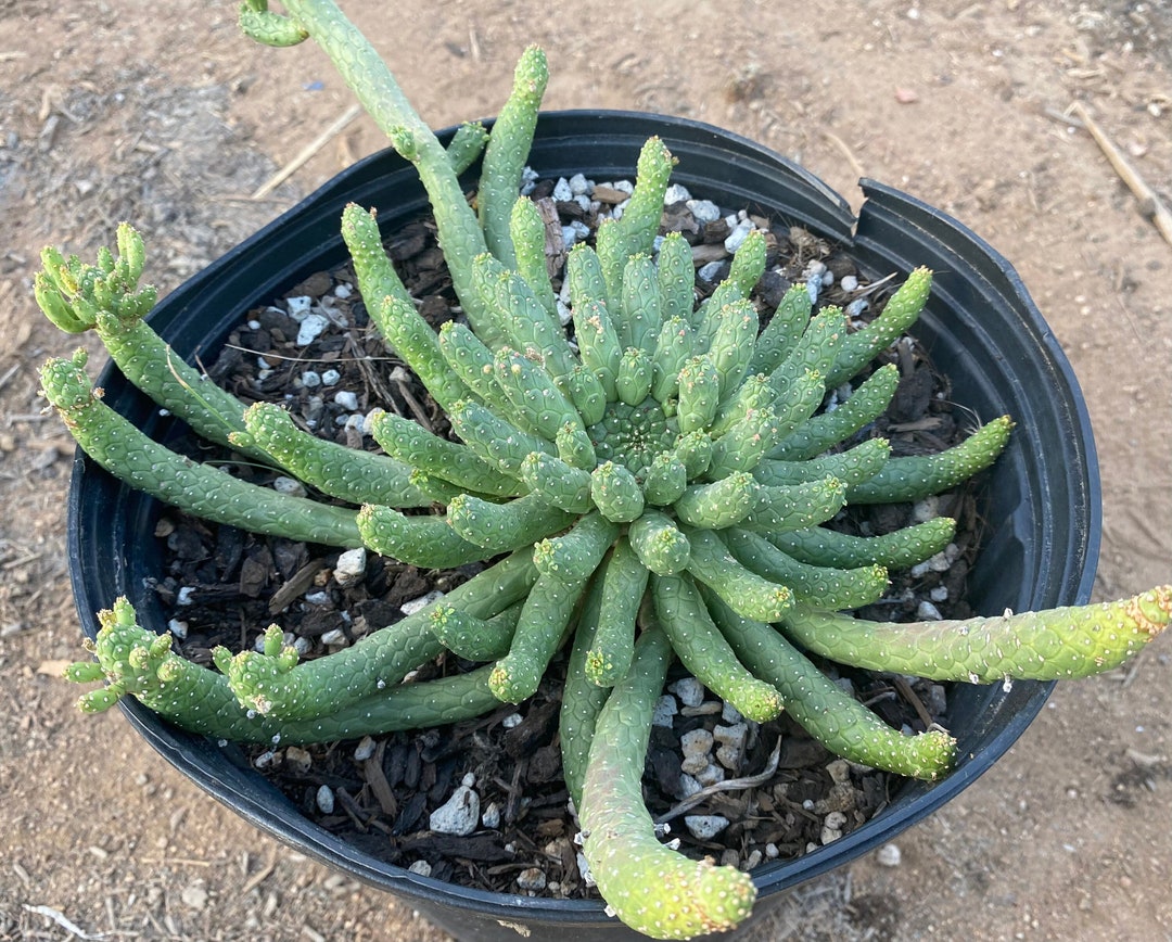 6 Semillas De Euphorbia Inermis, Tipo Medusa, Suculenta Resistente Para Interior Y Exterior