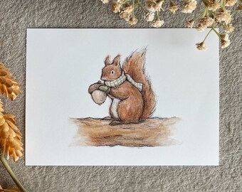 Red Squirrel
