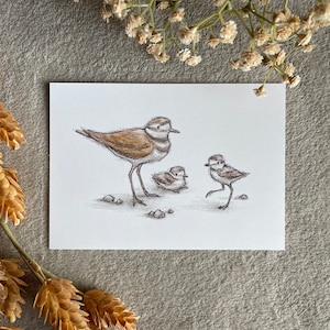 Killdeer Family