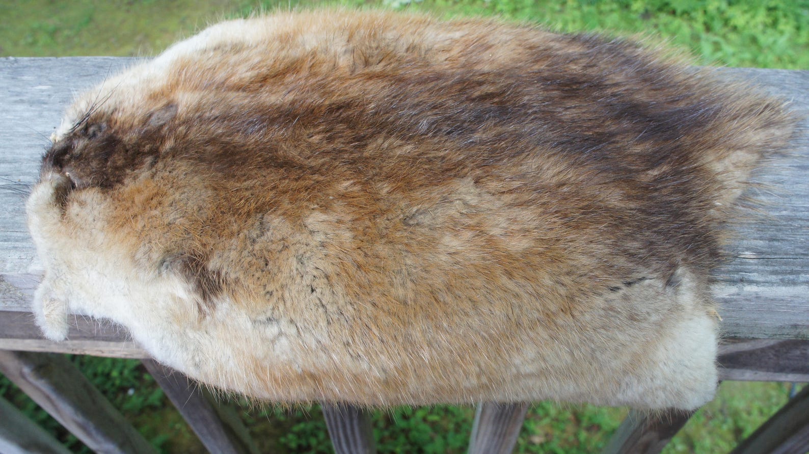 REAL MUSKRAT Muskrat Fur Muskrat Pelt Tanned Pelt Hide Etsy