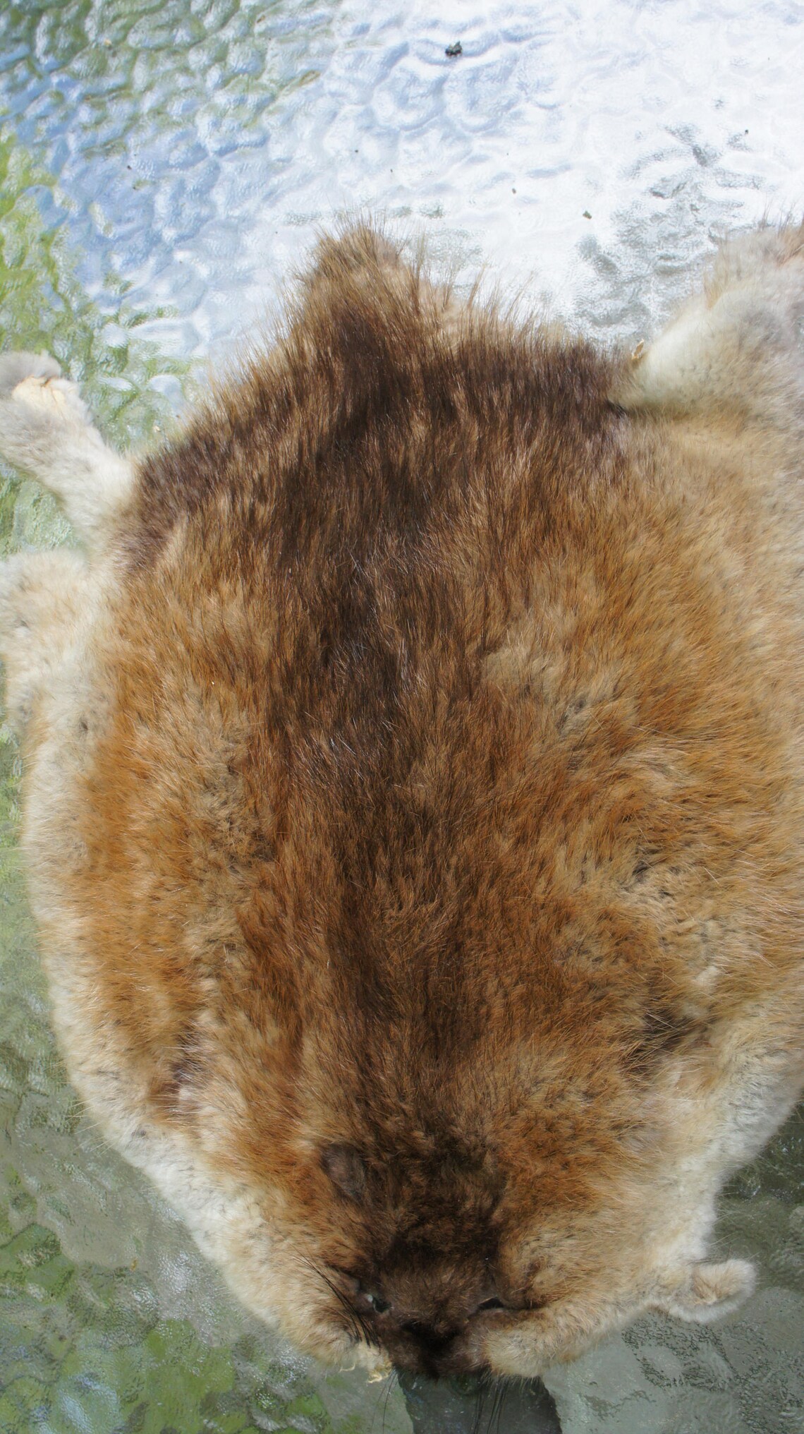 REAL MUSKRAT Muskrat Fur Muskrat Pelt Tanned Pelt Hide Etsy