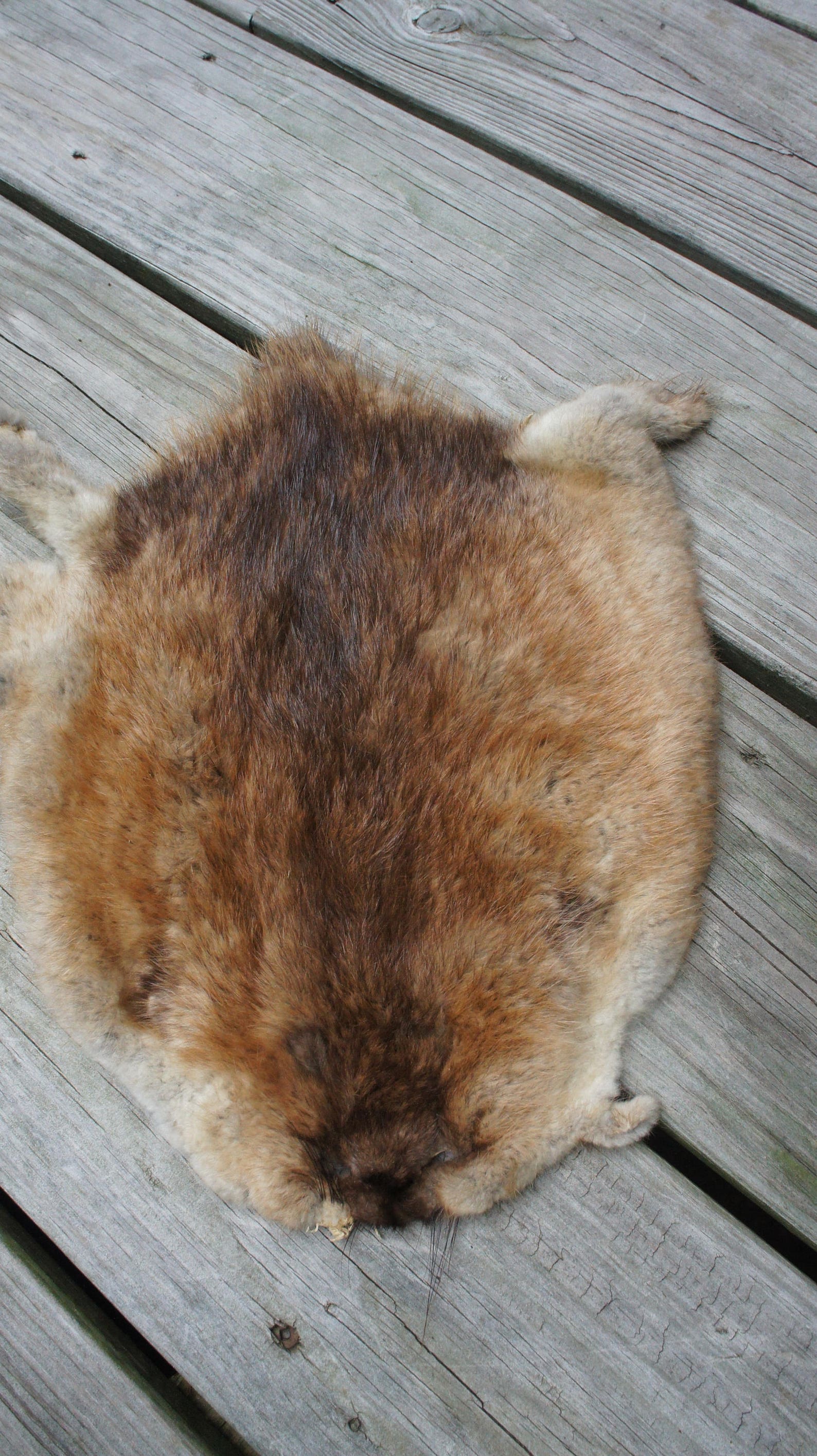 REAL MUSKRAT Muskrat Fur Muskrat Pelt Tanned Pelt Hide Etsy