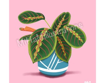 Illustration imprimée - Plantes - Maranta leuconeura fascinator - Affiche - Poster