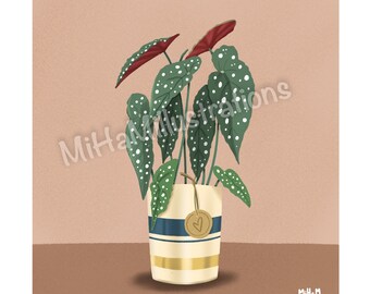 Illustration imprimée - Plantes - Begonia Maculata - Affiche - Poster