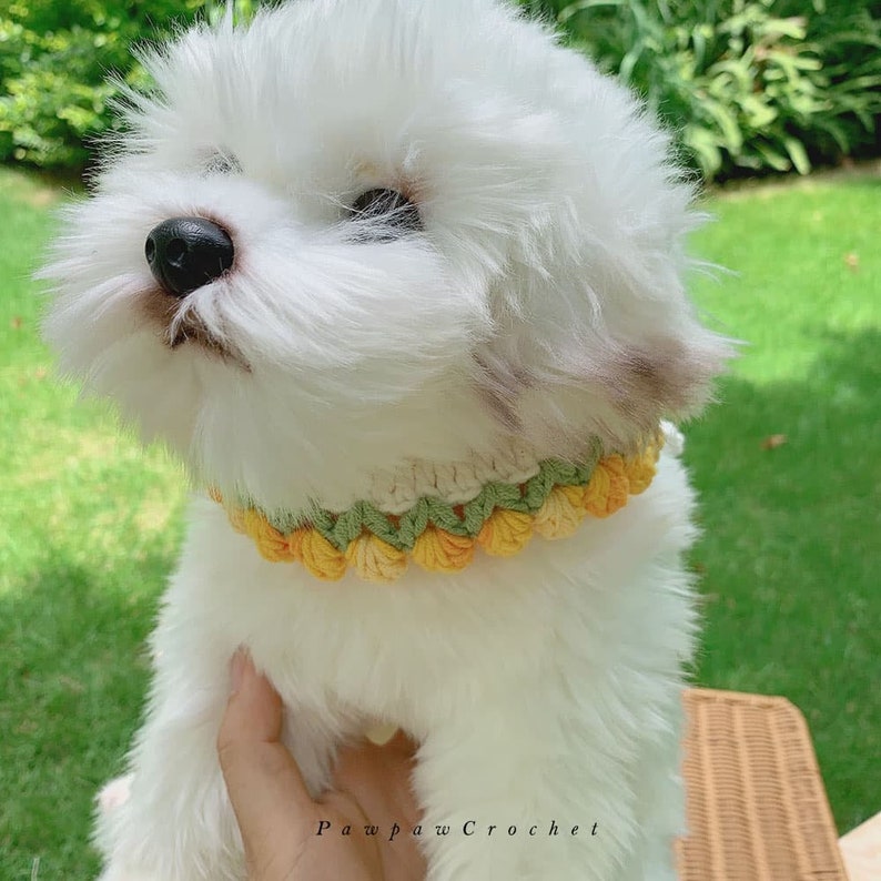 May include: A white fluffy dog wearing a crocheted yellow and green flower collar. The collar is handmade and has a delicate design. Pawpaw Crochet is written on the bottom of the image.