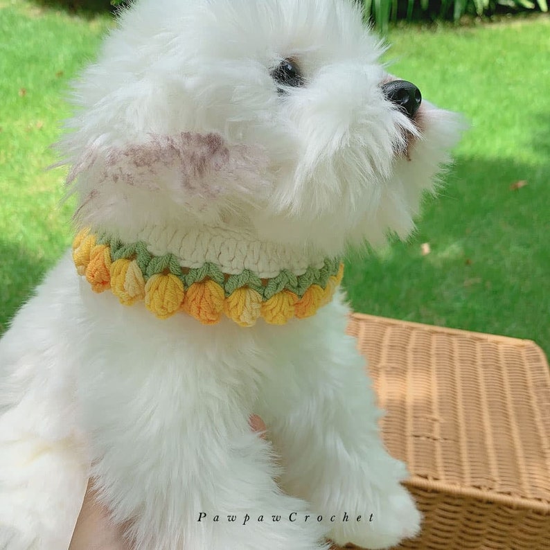 May include: A white dog wearing a crocheted collar with yellow and green flowers. The collar is handmade and has a delicate design. Pawpaw Crochet is written on the bottom of the image.