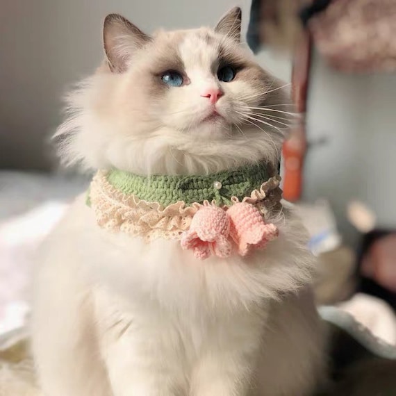 Ragdoll collar hotsell