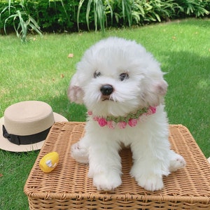 May include: A white fluffy dog wearing a pink flower collar sits on a wicker basket. The dog has a black nose and brown eyes.