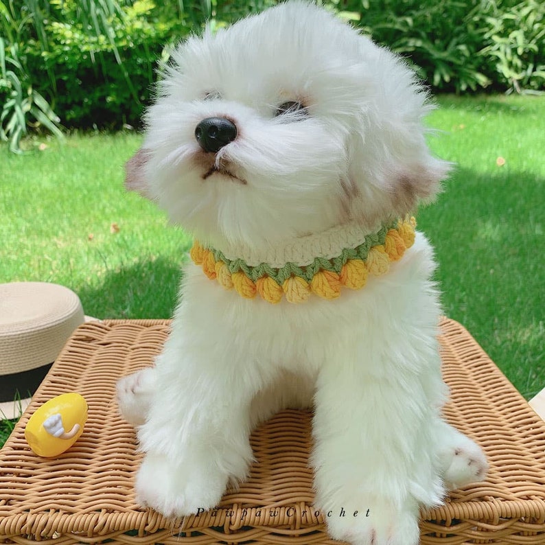 May include: A white fluffy dog wearing a yellow and green crocheted flower collar. The dog is sitting on a wicker chair in a grassy outdoor setting.