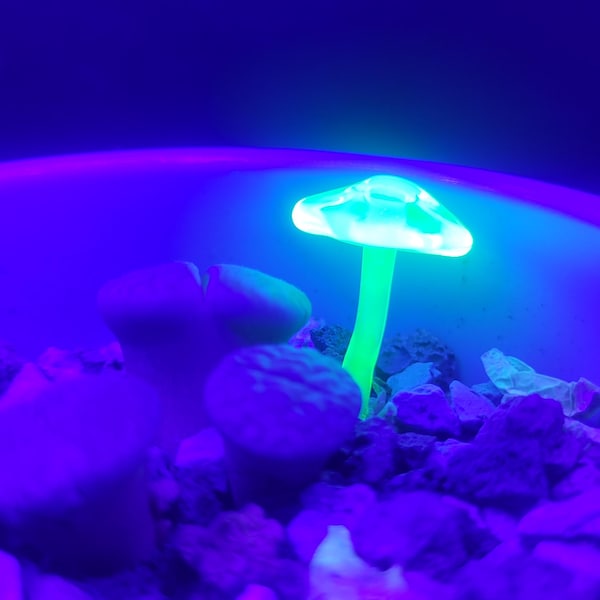 May include: A glowing, green mushroom sculpture with a white-edged cap stands amidst small rocks. The mushroom is illuminated against a dark blue and purple background, creating a vibrant, otherworldly scene. The stem is a bright green.