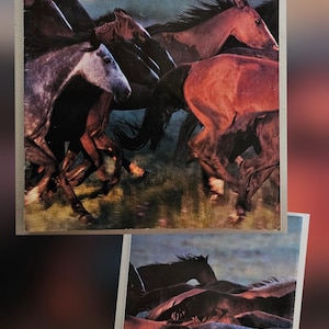 Puede incluir: Una portada de revista con una manada de caballos salvajes corriendo. El título "Arizona Highways" es visible, junto con el titular "Wild Horse Roundup". Otros textos incluyen "Thanksgiving aboard a Houseboat" y "Trek the San Pedro River."