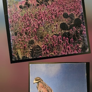 Può includere: Due riviste vintage di Arizona Highways. La rivista in alto presenta un paesaggio di fiori selvatici rosa e cactus. La rivista in basso mostra due falchi appollaiati su un cactus contro un cielo blu.
