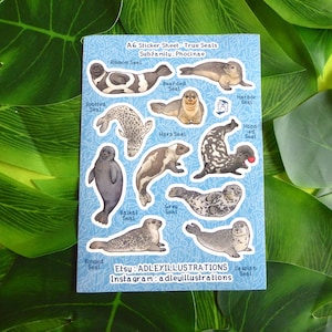 A6 Earless Seals Sticker Sheet