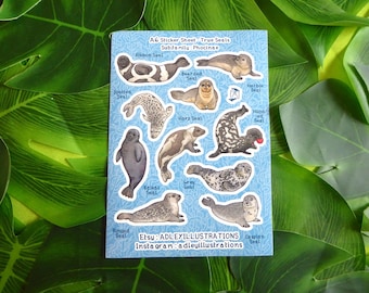 A6 Earless Seals Sticker Sheet