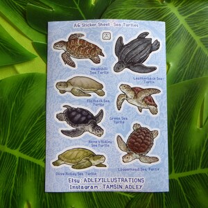 Peut inclure: Une planche d'autocollants avec des illustrations de différentes tortues marines, dont la tortue imbriquée, la tortue luth, la tortue plate, la tortue verte, la tortue de Kemp, la tortue caouanne et la tortue olivâtre. La feuille a un fond bleu clair.