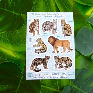Hoja de pegatinas de grandes felinos A6 imagen 1