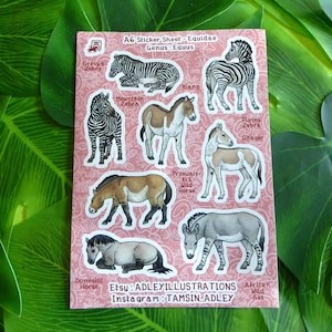 May include: A pink sticker sheet featuring illustrations of various equids, including zebras, horses, and an ass. The sticker sheet includes the text "A6 Sticker Sheet - Equidae Genus: Equus". The Etsy shop and Instagram handle are also visible.