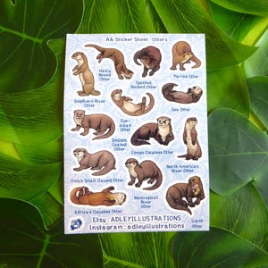 A6 Otters species Sticker Sheet