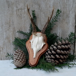 Gamla rådjurshorn med skalle * Vintage taxidermifäste från 1960-talet, horn för dekoration, lantställe, shabby chic, brocante, boho stil * lantlig charm
