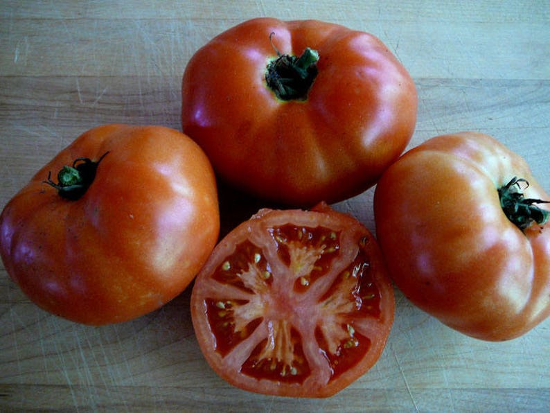 Short Season Heirloom Tomatoes Rare Nongmo Heirloom Seed Etsy Canada