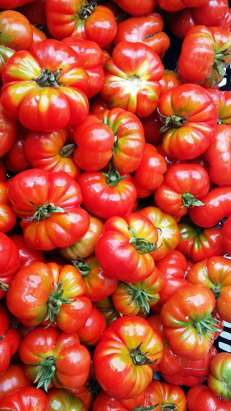 Treasured Heirloom Tomatoes Rare Nongmo Heirloom Seed Etsy Canada