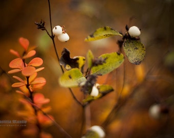 White berries | Photography | Limited edition