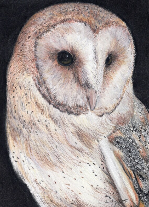 Barn Owl Full Color Art Print 5x7 Etsy