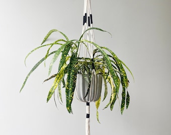 Macrame Plant Hanger with Colored Wrap Details