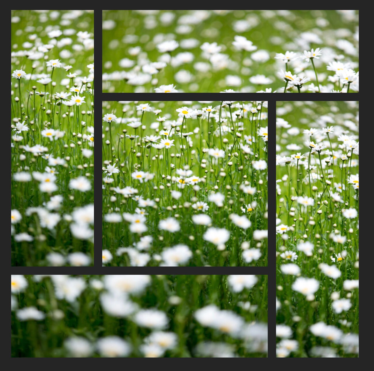 Metal Print Wall Cluster Wild Mountain Flowers 42x42in 1 | Etsy