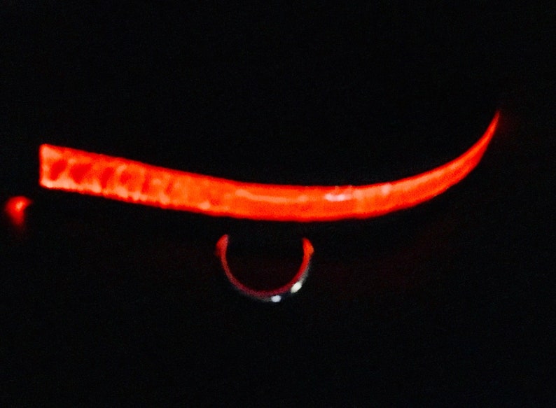 LED dog collar