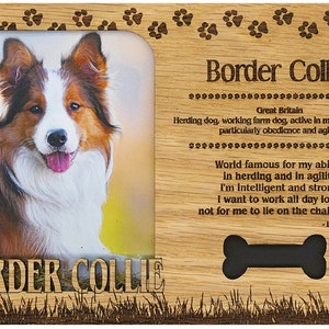 May include: Wooden picture frame featuring a Border Collie dog portrait. The frame includes the breed name, a bone-shaped cutout, and text about the dog's herding abilities and intelligence. The dog has brown, white, and black fur.