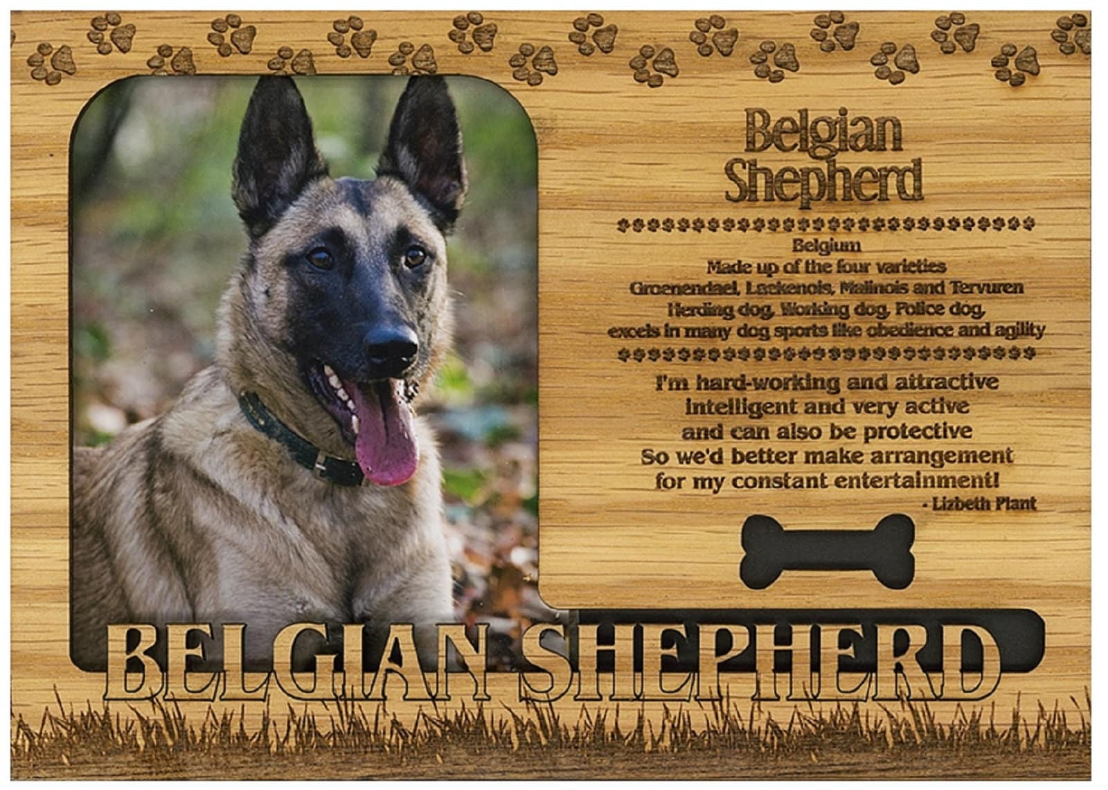 Puppy Belgian Ma Belgian Pastor German Shepherd Mix Belgian