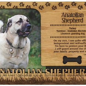 May include: A wooden photo frame with a picture of an Anatolian Shepherd dog. The frame has a bone-shaped cutout and the text "Anatolian Shepherd" is engraved on the frame. The text "Turkey 'Karabas', 'Anatolian Blackhead' Livestock guarding dog" is also engraved on the frame. The text "On my own, I am quite efficient Independent and self-sufficient I'm here to protect your flock I will guard around the clock your family, property and stock - Lizbeth Plant" is engraved on the frame.
