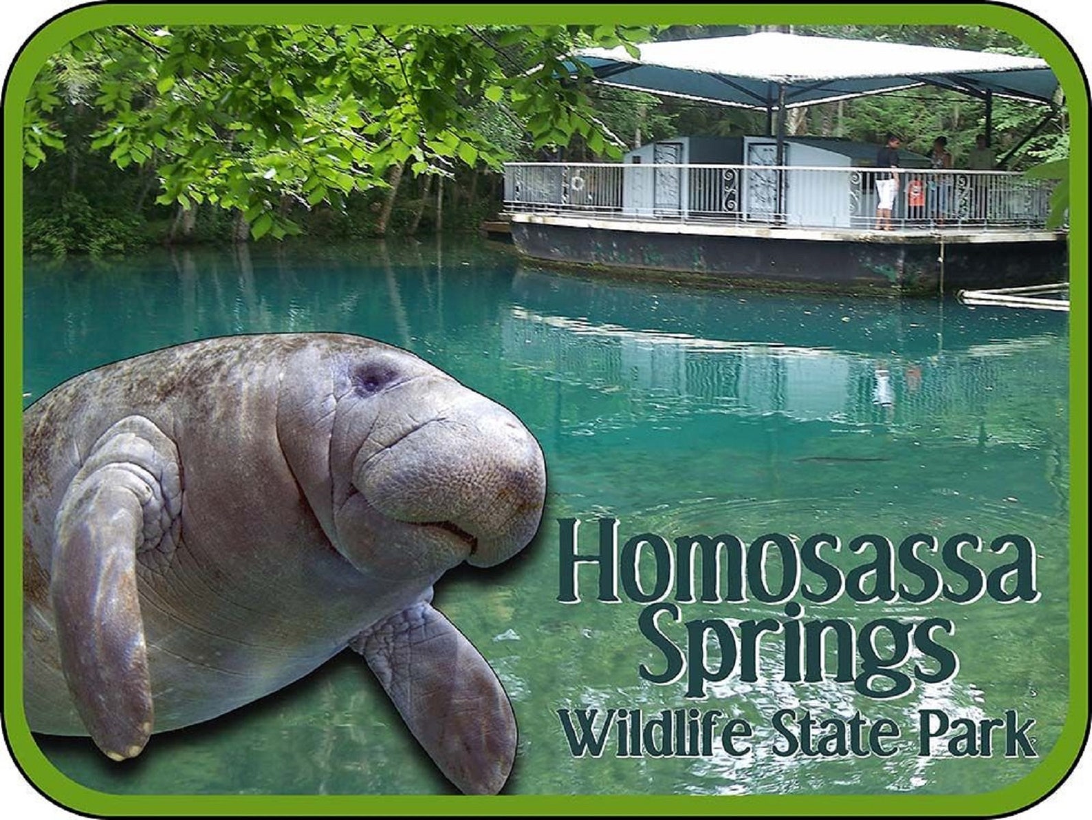 Homosassa Springs Wildlife State Park Florida With Manatee Etsy