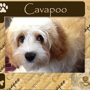 May include: A framed photo of a white and brown Cavapoo dog with the word "Cavapoo" written in brown text on a wooden background.