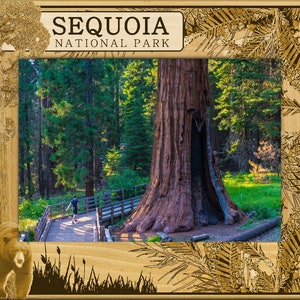 May include: A framed photograph of a giant sequoia tree in Sequoia National Park. The tree is very large and has a large hole in its trunk. A person is walking on a wooden walkway in the foreground.