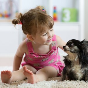 May include: A young girl with pigtails in a pink dress sits on a white rug and looks at a small black and white chihuahua.