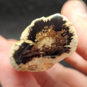 May include: A polished piece of petrified wood, showcasing a cross-section of the ancient tree. The wood features concentric rings in shades of brown, tan, and black, with a creamy white outer edge. The fossil is held in a hand.