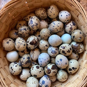 May include: A woven basket filled with speckled quail eggs. The eggs vary in color from light tan to dark brown, with unique patterns of spots and speckles. Several eggs are a solid white or light blue. The basket is made of woven wood.