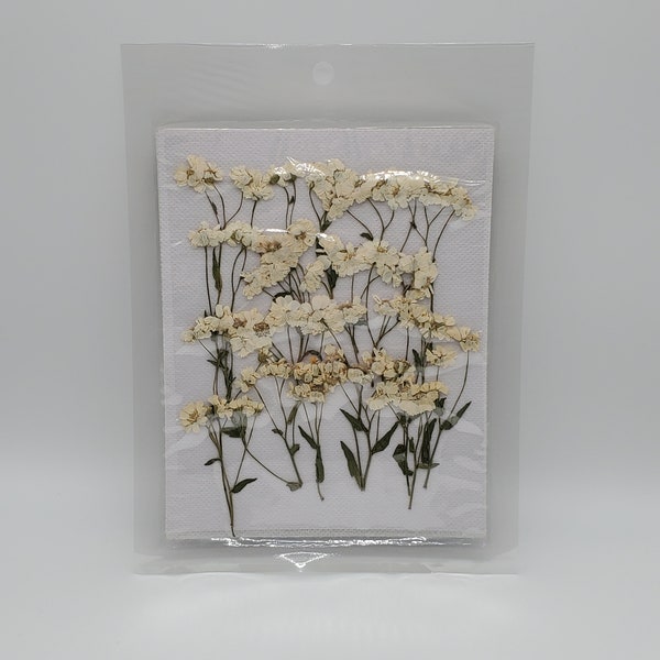White Pressed Flowers, Natural Achillea Flowers With Stem, Dried White Flowers In Bulk, Pressed & Dried Flowers For Crafting