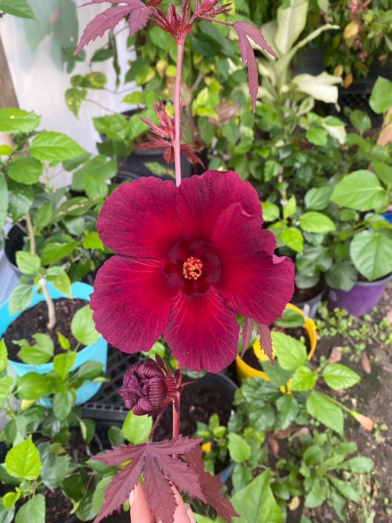 Mahogany splendor perennial hibiscus Etsy