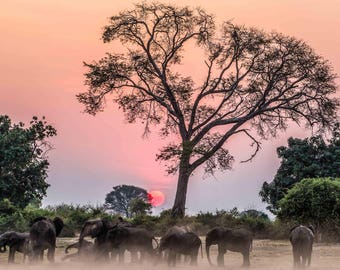 African Elephants At Sunrise Photo Print