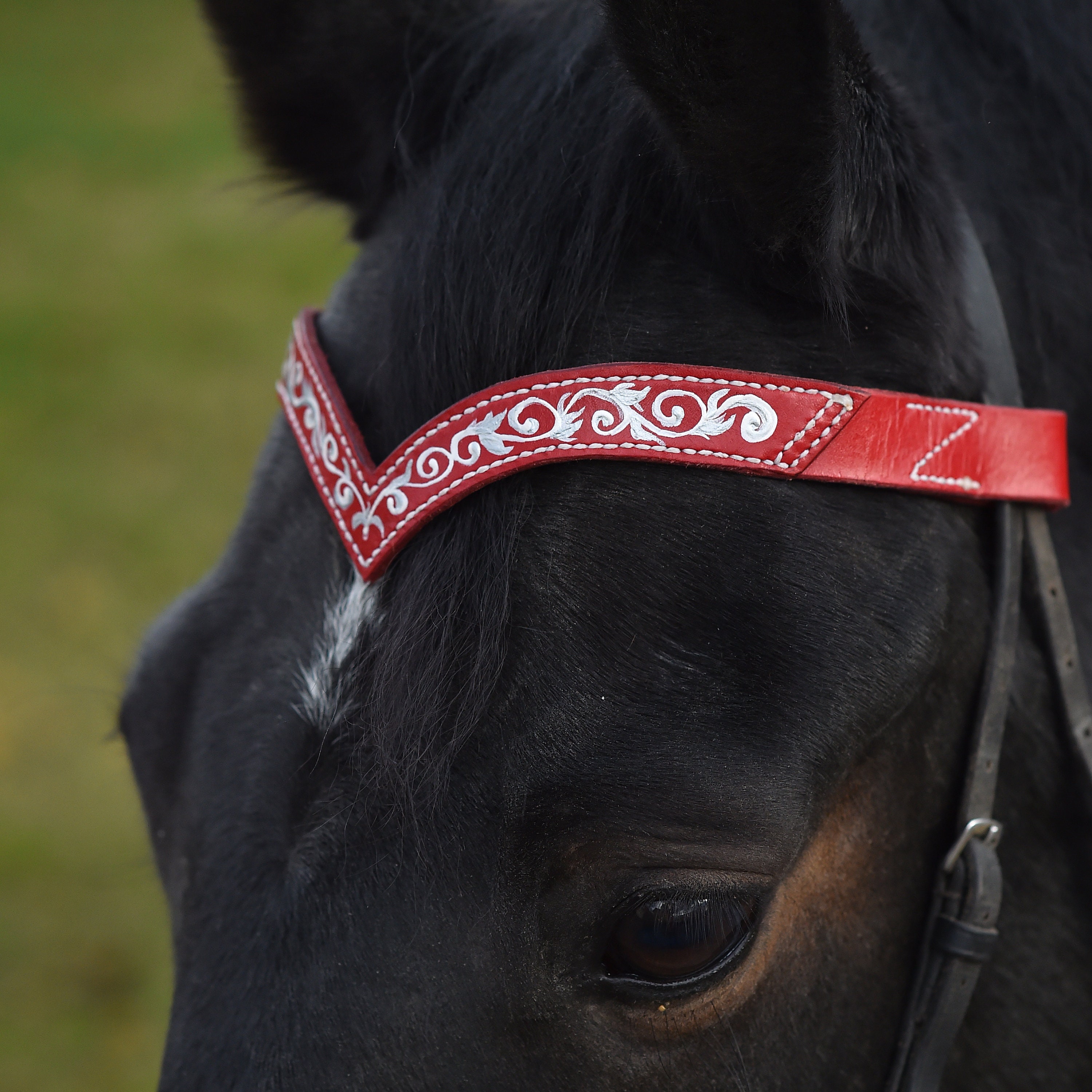 Browband for horses Handmade pony draft brow band Ruby horse Etsy