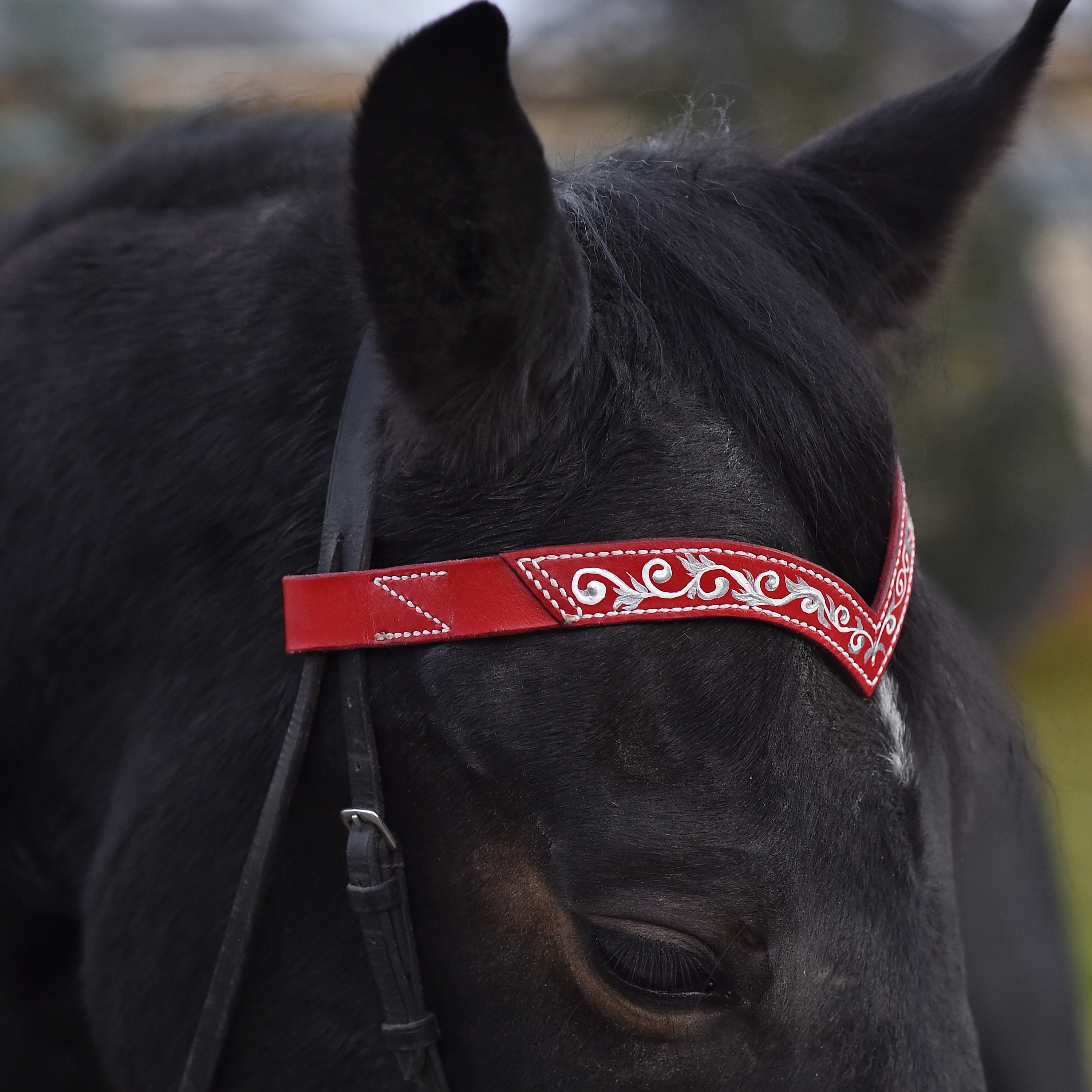 Wedding browband for horses Red pony draft brow band Horse Etsy
