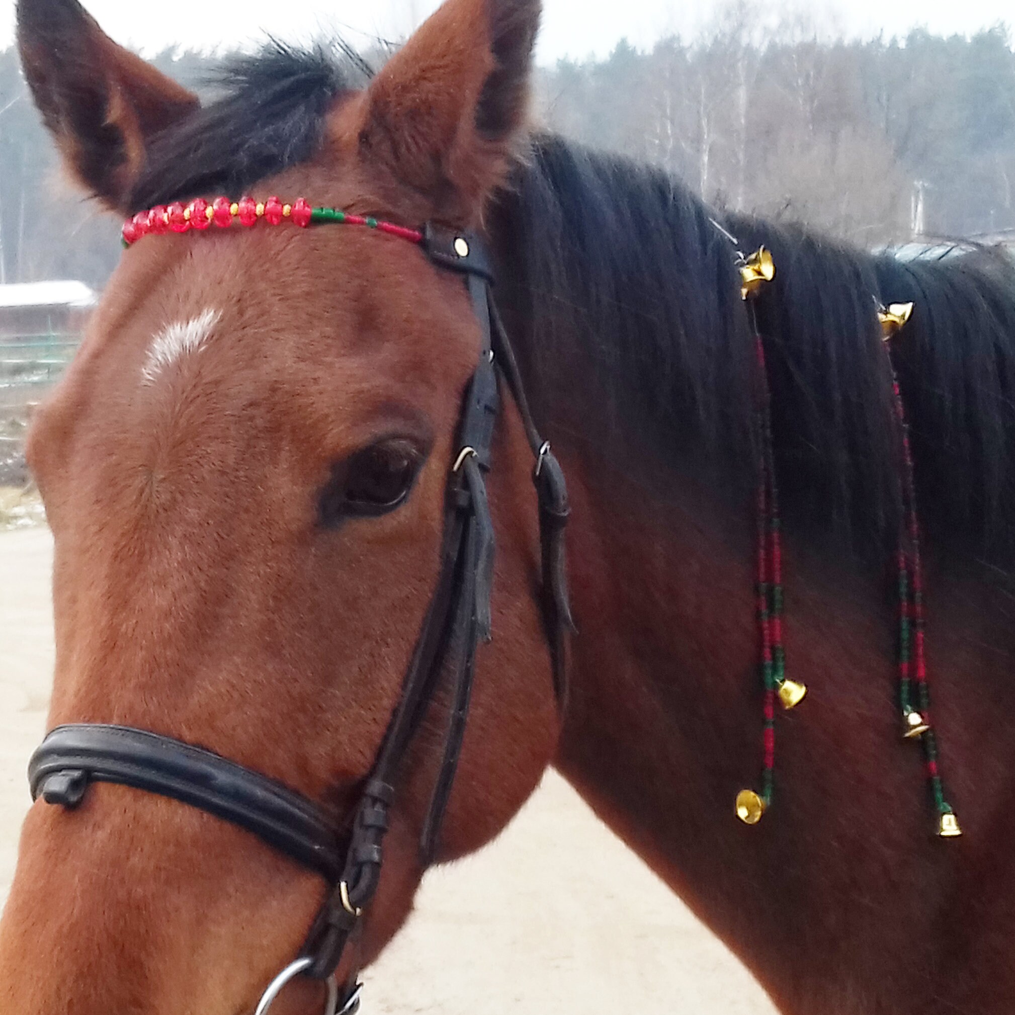 Christmas horse tack set with bell Xmass pony costume bling Etsy