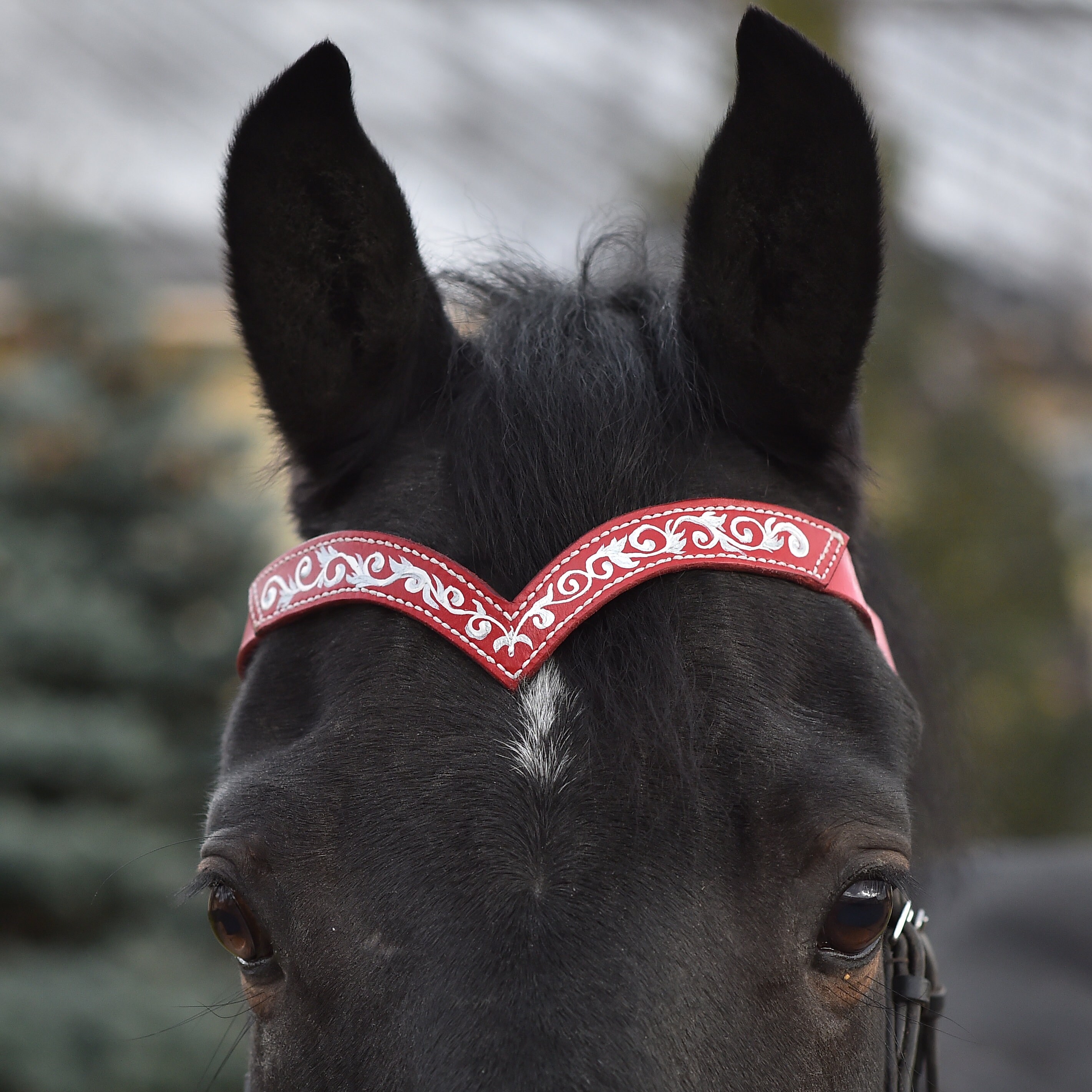 Wedding browband for horses Red pony draft brow band Horse Etsy